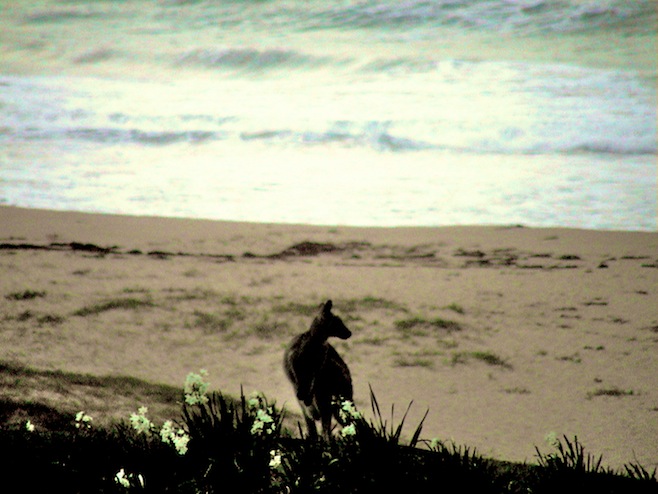Kangaroo